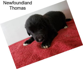 Newfoundland Thomas