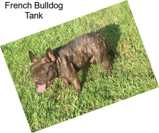 French Bulldog Tank