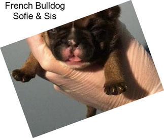 French Bulldog Sofie & Sis