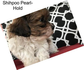 Shihpoo Pearl- Hold