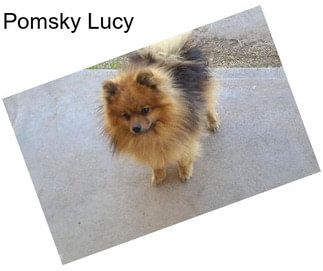 Pomsky Lucy