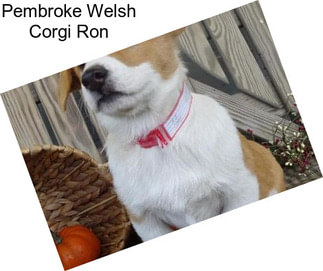 Pembroke Welsh Corgi Ron