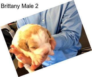 Brittany Male 2