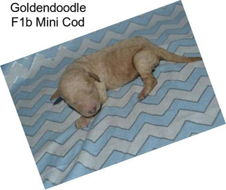 Goldendoodle F1b Mini Cod