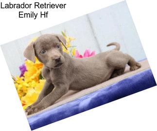 Labrador Retriever Emily Hf