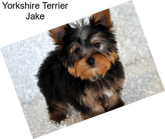 Yorkshire Terrier Jake