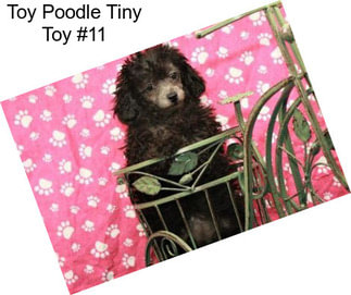 Toy Poodle Tiny Toy #11