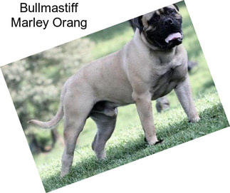 Bullmastiff Marley Orang