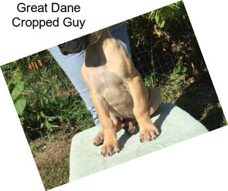 Great Dane Cropped Guy