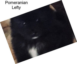 Pomeranian Lefty