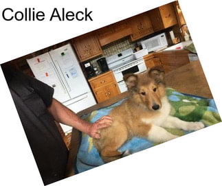 Collie Aleck