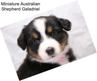 Miniature Australian Shepherd Galadriel