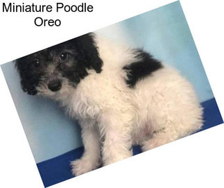 Miniature Poodle Oreo