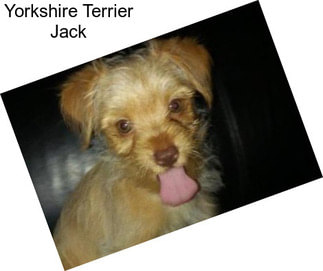 Yorkshire Terrier Jack