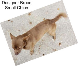 Designer Breed Small Chion