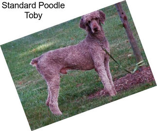 Standard Poodle Toby