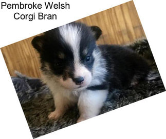 Pembroke Welsh Corgi Bran