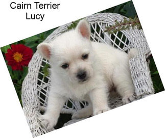Cairn Terrier Lucy