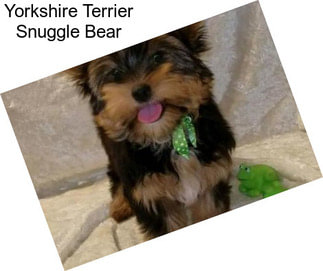 Yorkshire Terrier Snuggle Bear