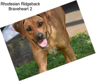 Rhodesian Ridgeback Braveheart 2