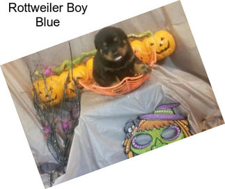 Rottweiler Boy Blue