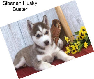Siberian Husky Buster