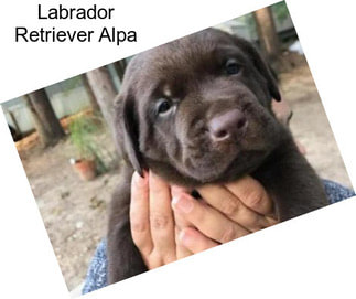 Labrador Retriever Alpa