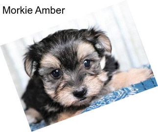 Morkie Amber