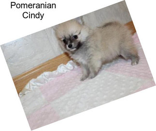 Pomeranian Cindy