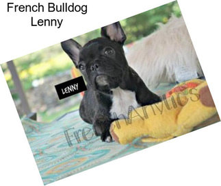French Bulldog Lenny