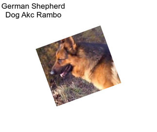 German Shepherd Dog Akc Rambo