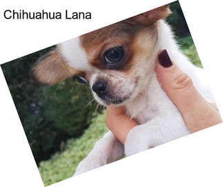 Chihuahua Lana