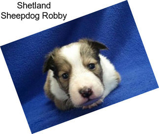 Shetland Sheepdog Robby