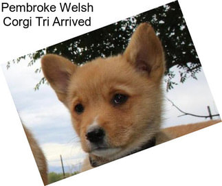 Pembroke Welsh Corgi Tri Arrived