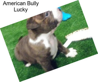 American Bully Lucky