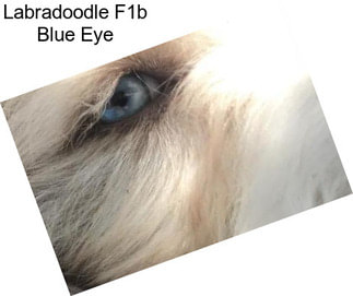 Labradoodle F1b Blue Eye