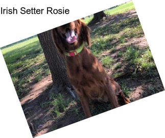Irish Setter Rosie
