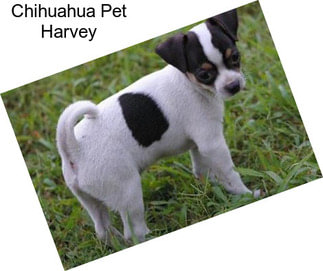 Chihuahua Pet Harvey