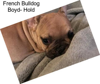 French Bulldog Boyd- Hold