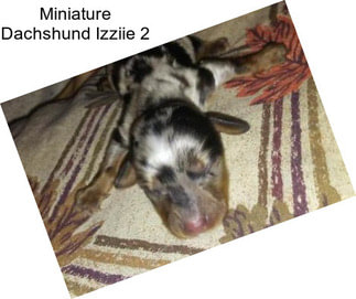 Miniature Dachshund Izziie 2