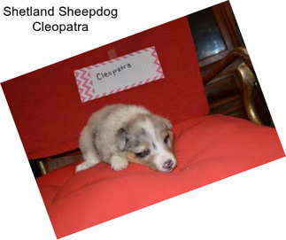 Shetland Sheepdog Cleopatra