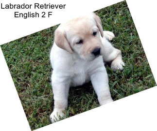 Labrador Retriever English 2 F