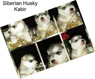 Siberian Husky Kabir