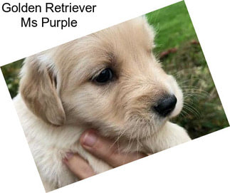 Golden Retriever Ms Purple