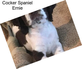 Cocker Spaniel Ernie