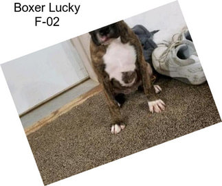 Boxer Lucky F-02