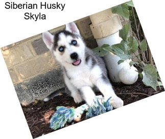 Siberian Husky Skyla