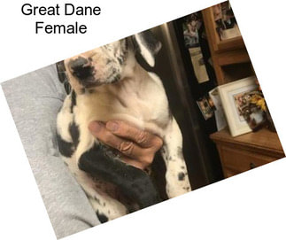 Great Dane Female