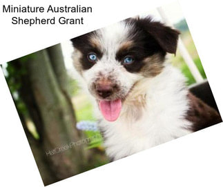 Miniature Australian Shepherd Grant