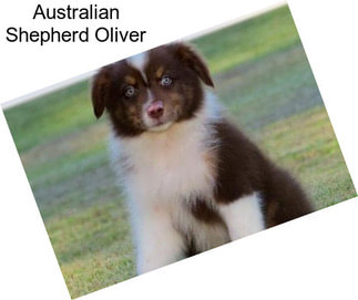 Australian Shepherd Oliver